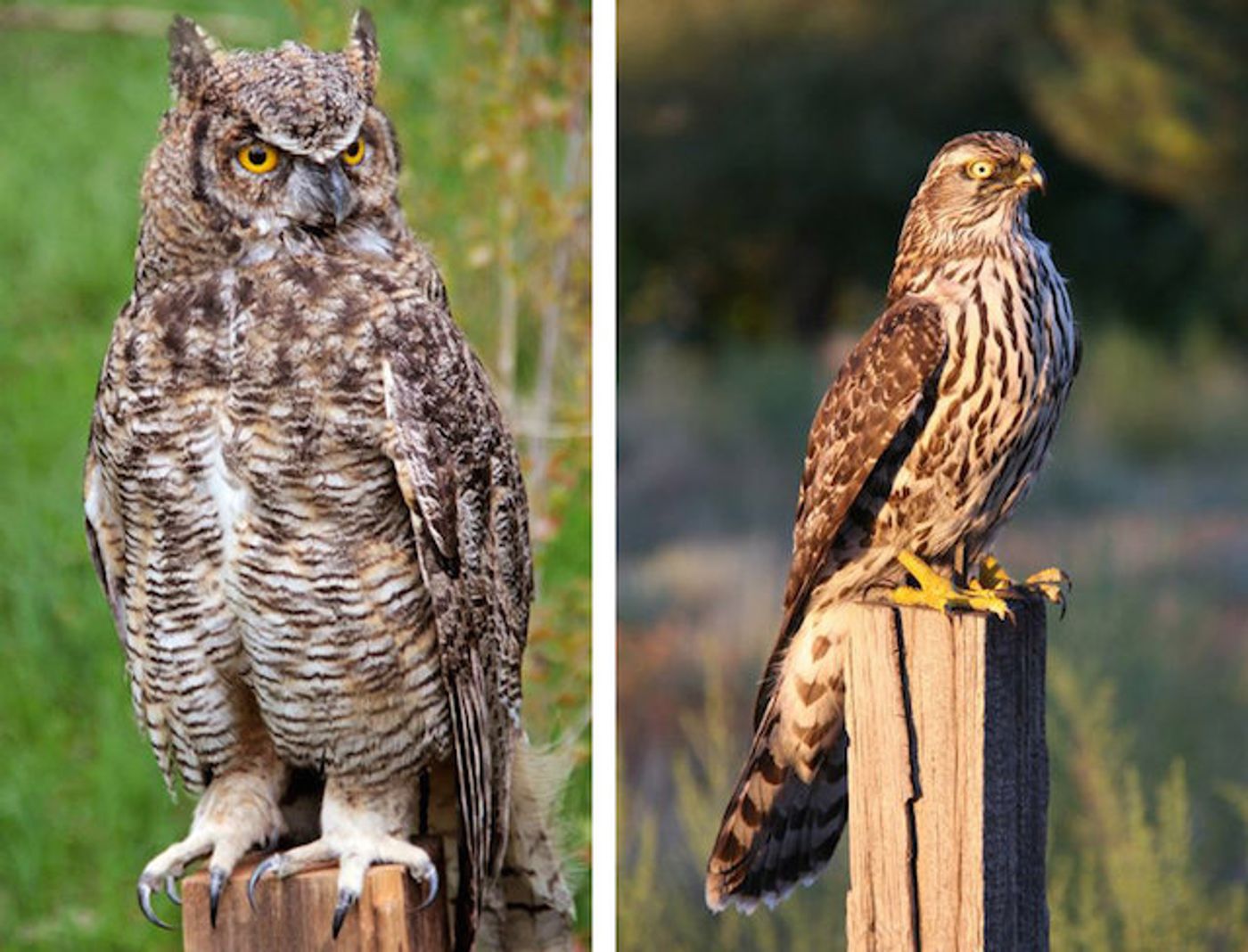 Two robotic bird decoys used by biologist Erik Greene and his team to illicit warning calls in birds and other animals.