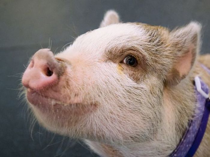 Amy the agile pig Amy the agile pig