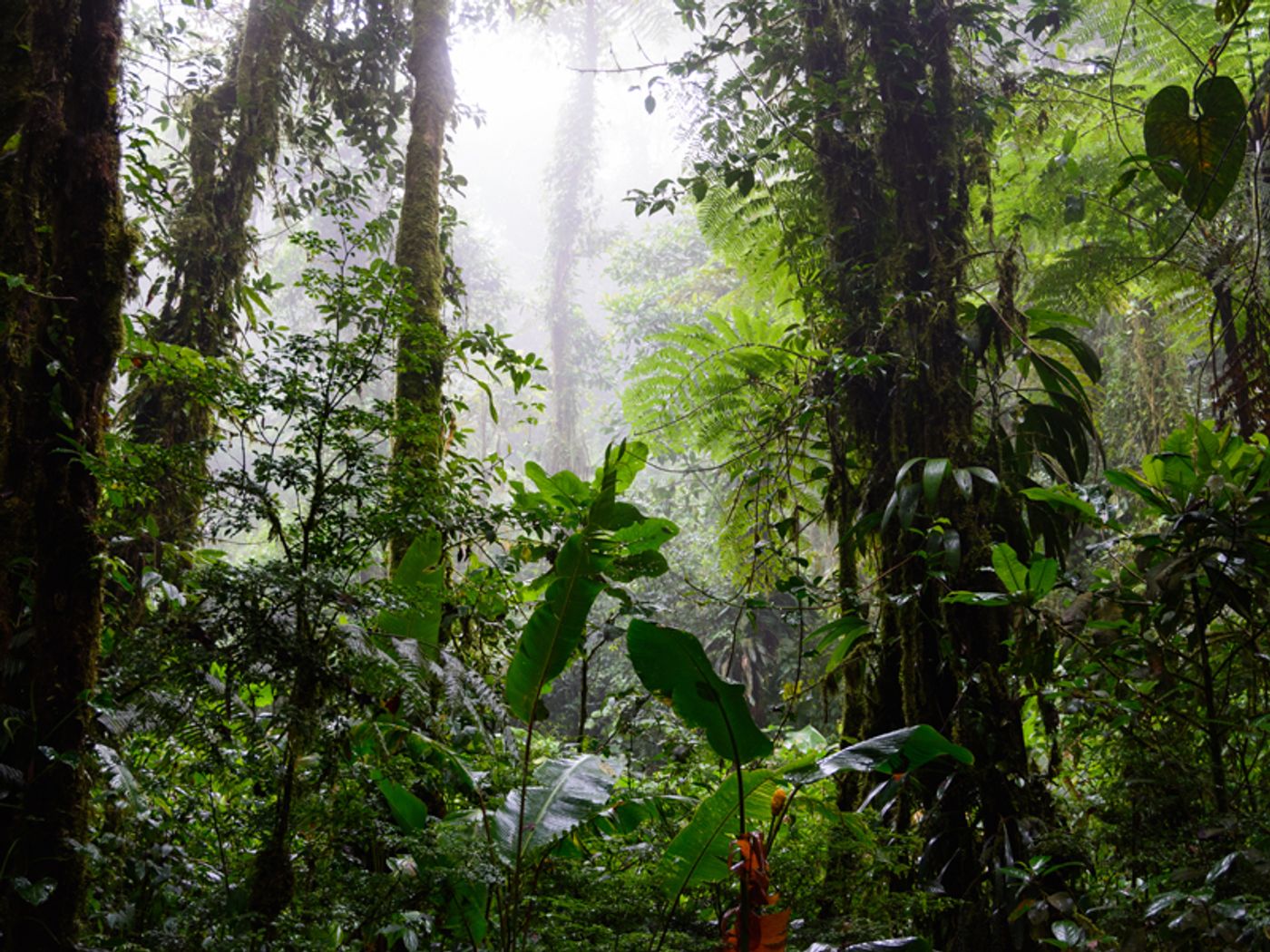 Cloud forests could be devastated by climate change