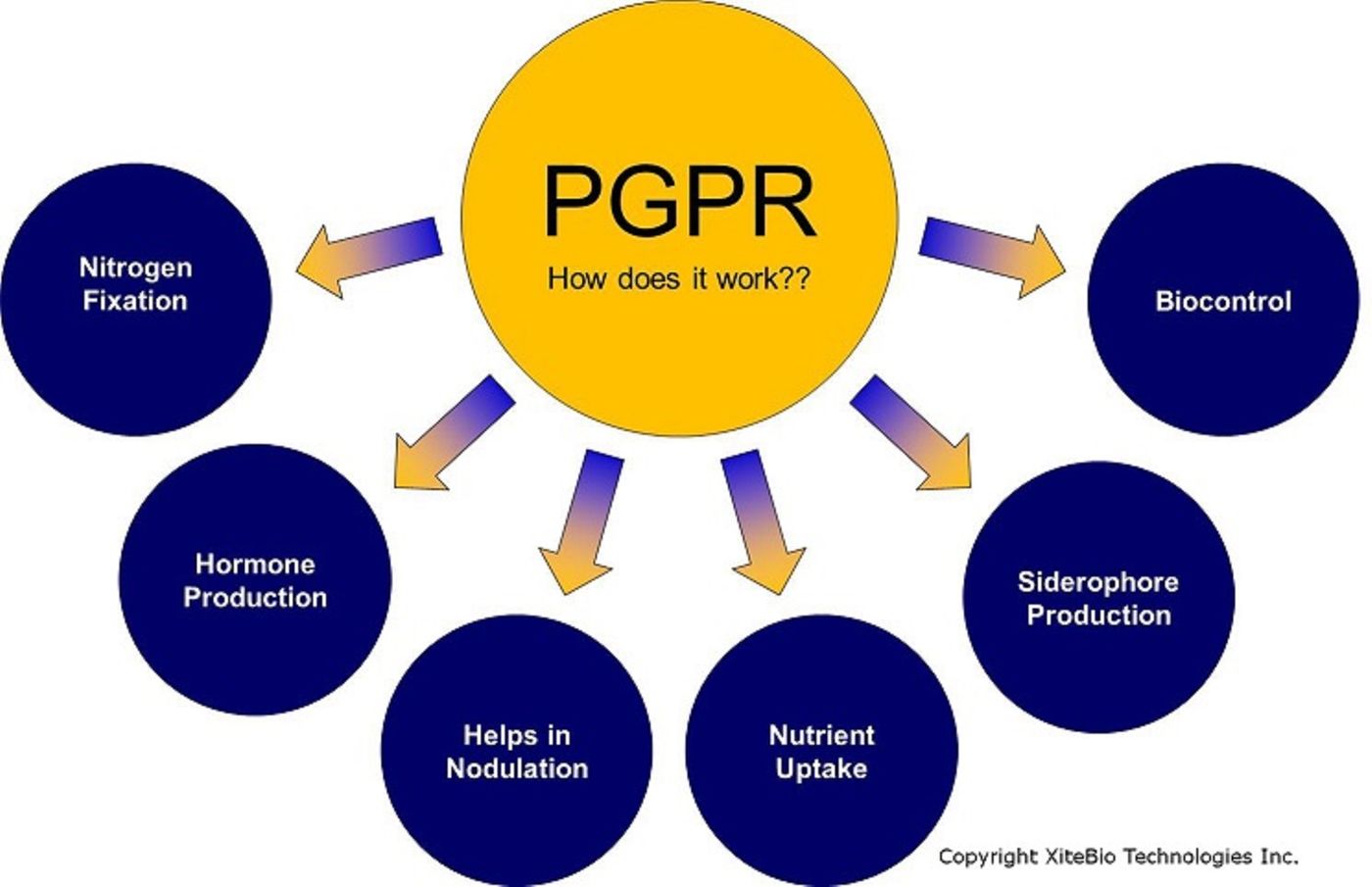 PGPR - Blog