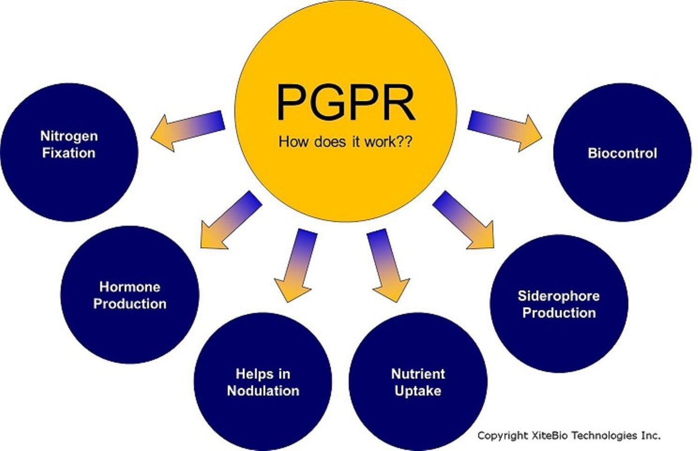 Plant growth promoting bacteria (PGPR) can be used to boost plant immunity, protecting plants from pathogens and increasing crop yield.