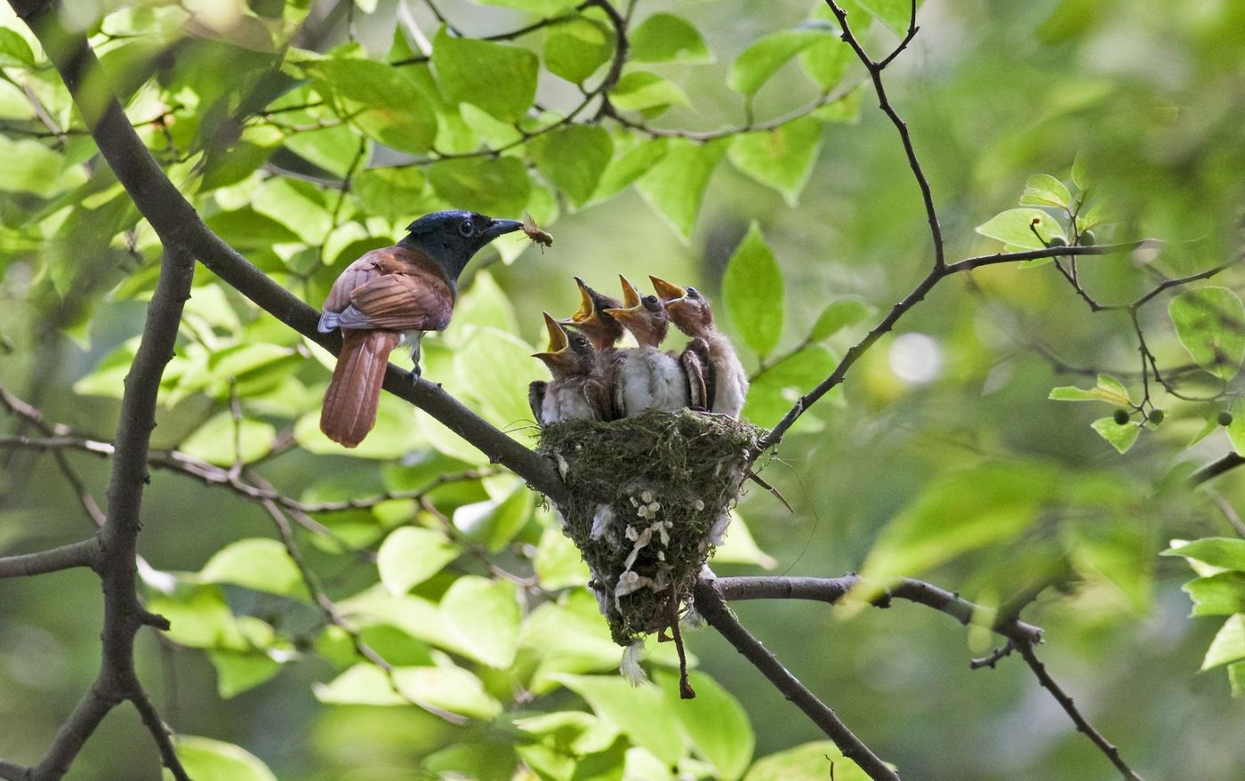 An Asian paradise flycatcher feeds its chicks.