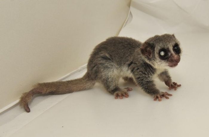 Jonas the lemur was the world's oldest dwarf lemur when he died recently just short of 30 years old.