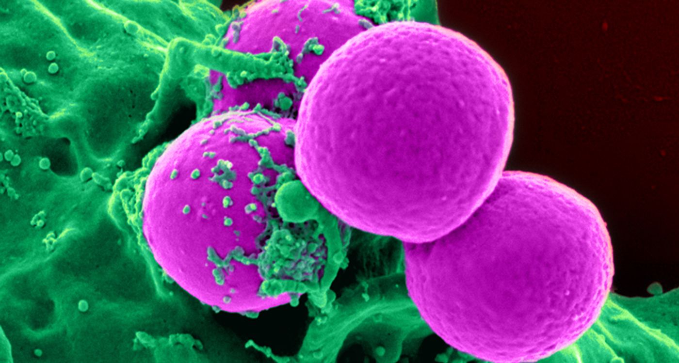 ESA - Staphylococcus aureus (MRSA) bacteria