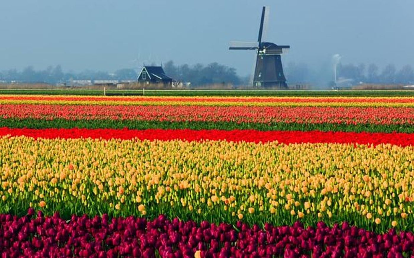A tulip field in full bloom in Holland