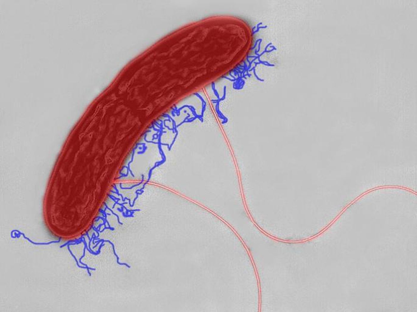 Species of Geobacter use extracellular appendages (blue) to transfer electrons.