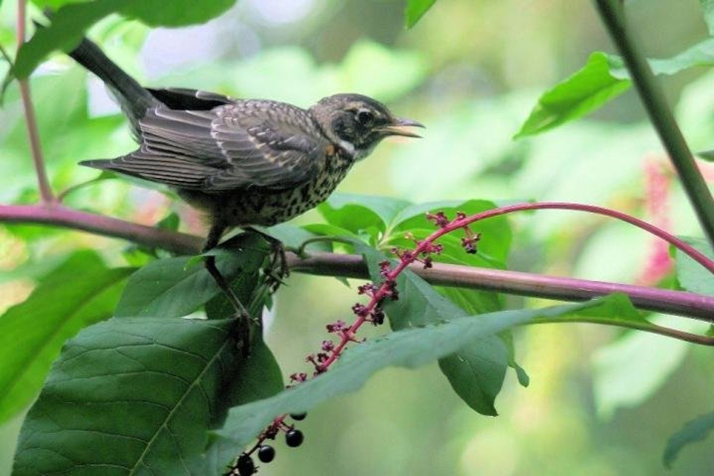 A robin munches on pokeweed berries in a Chicago backyard