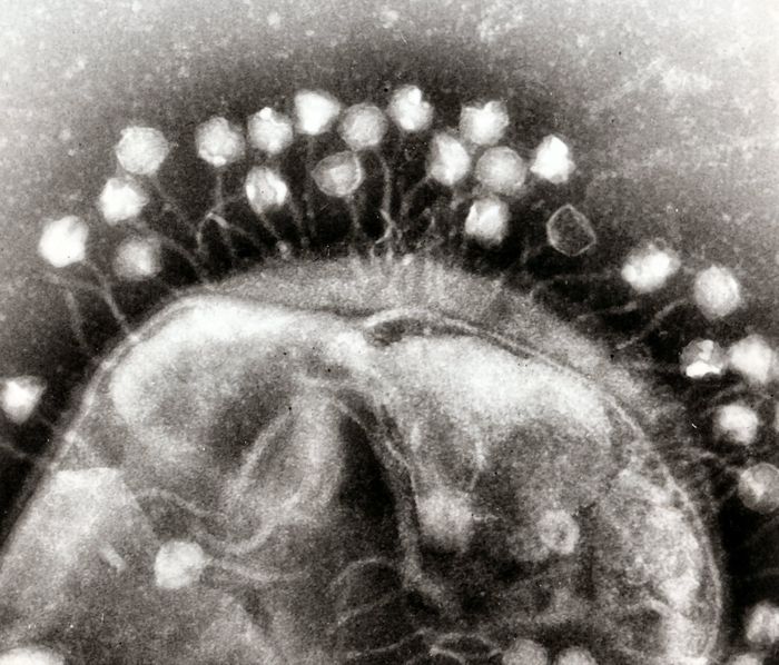 Electron micrograph shows several bacteriophage attacking a bacterial cell