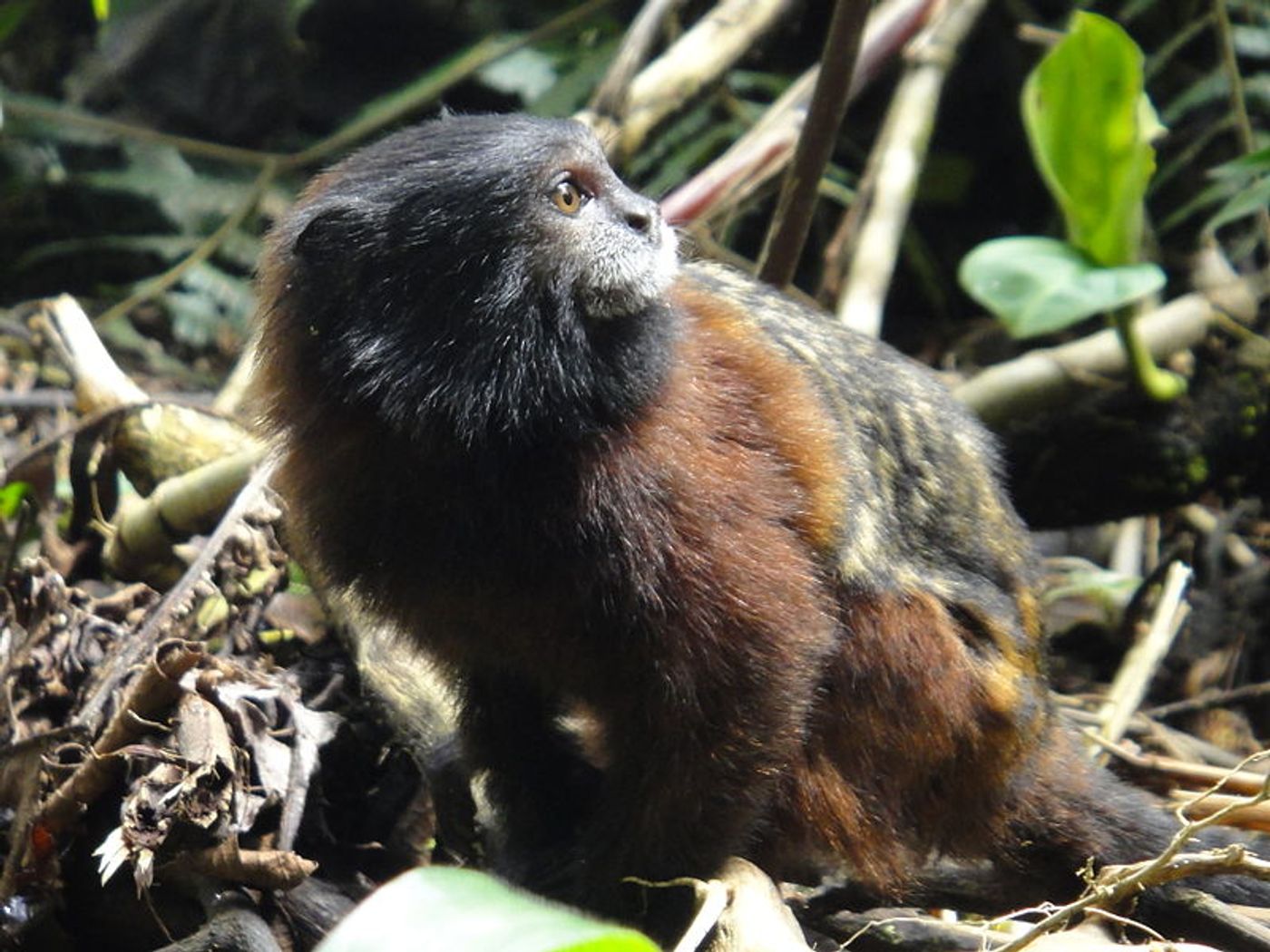 A Saddleback Tamarin in Mera Ecuador