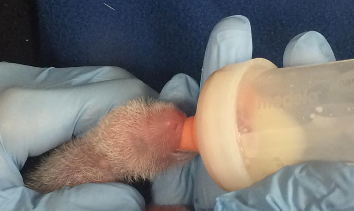 The smaller of the two cubs born recently is in intensive care at National Zoo.