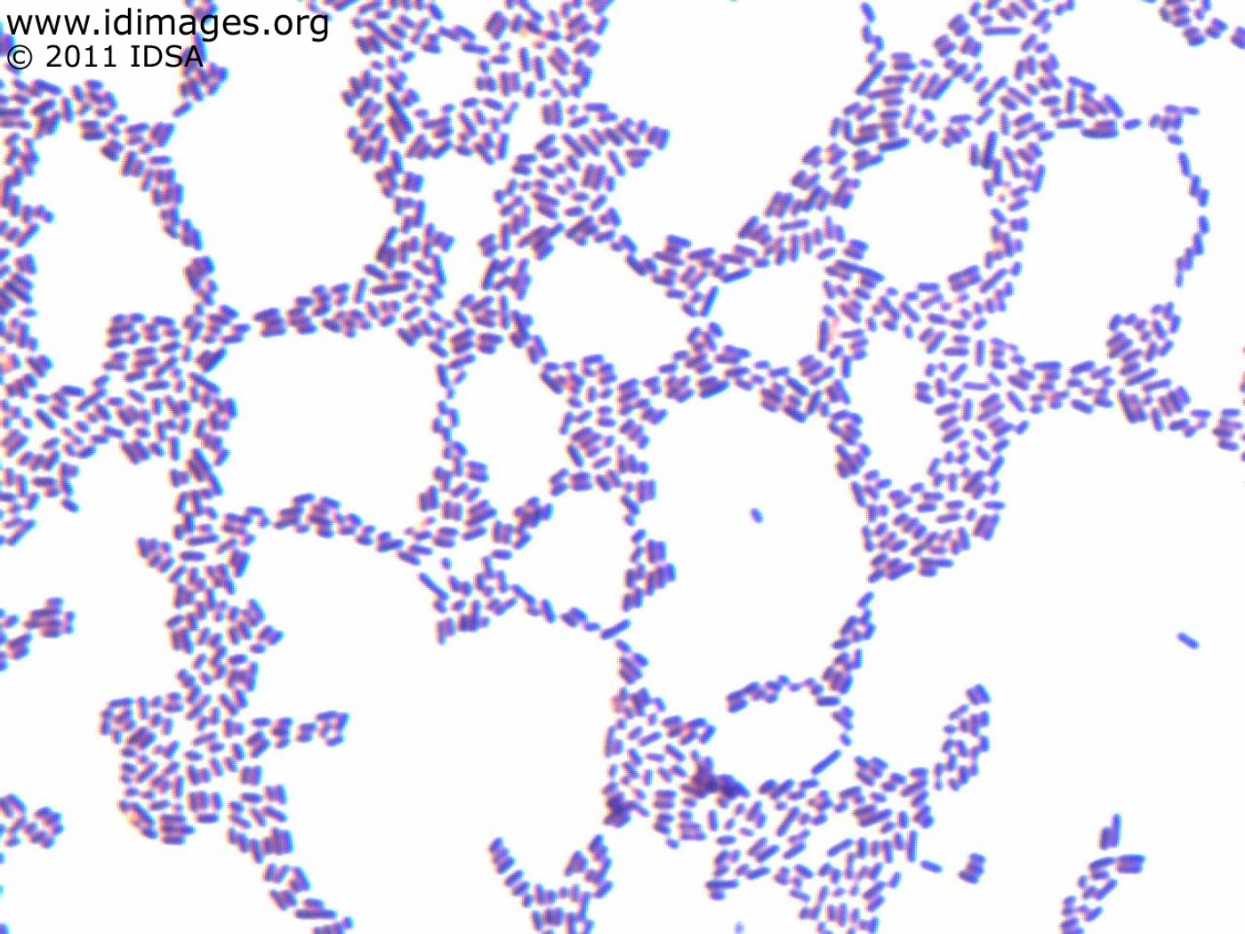 L. monocytogenes are bacteria that are able to grow at refrigeration temperatures.