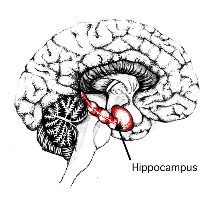 Diet and nutrition affect hippocampus size and mental health.