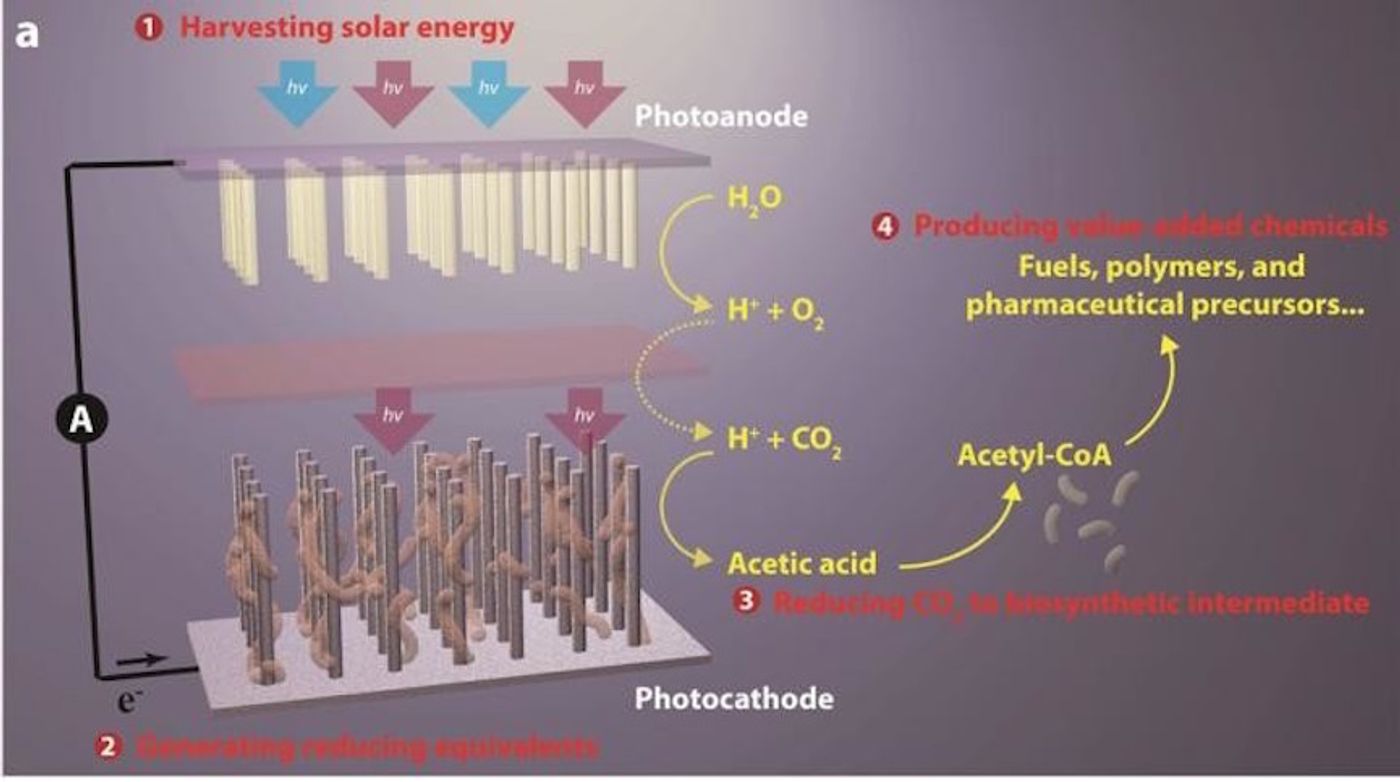 Breakthrough artificial photosynthesis systems has four components: (1) harvesting solar energy, (2) generating reducing equivalents, (3) reducing CO2 to biosynthetic intermediates, and (4) producing value-added chemicals.
