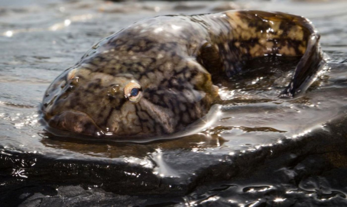 The Northern Clingfish found in Puget Sound, could have important applications in medical science The Northern Clingfish found in Puget Sound, could have important applications in medical science