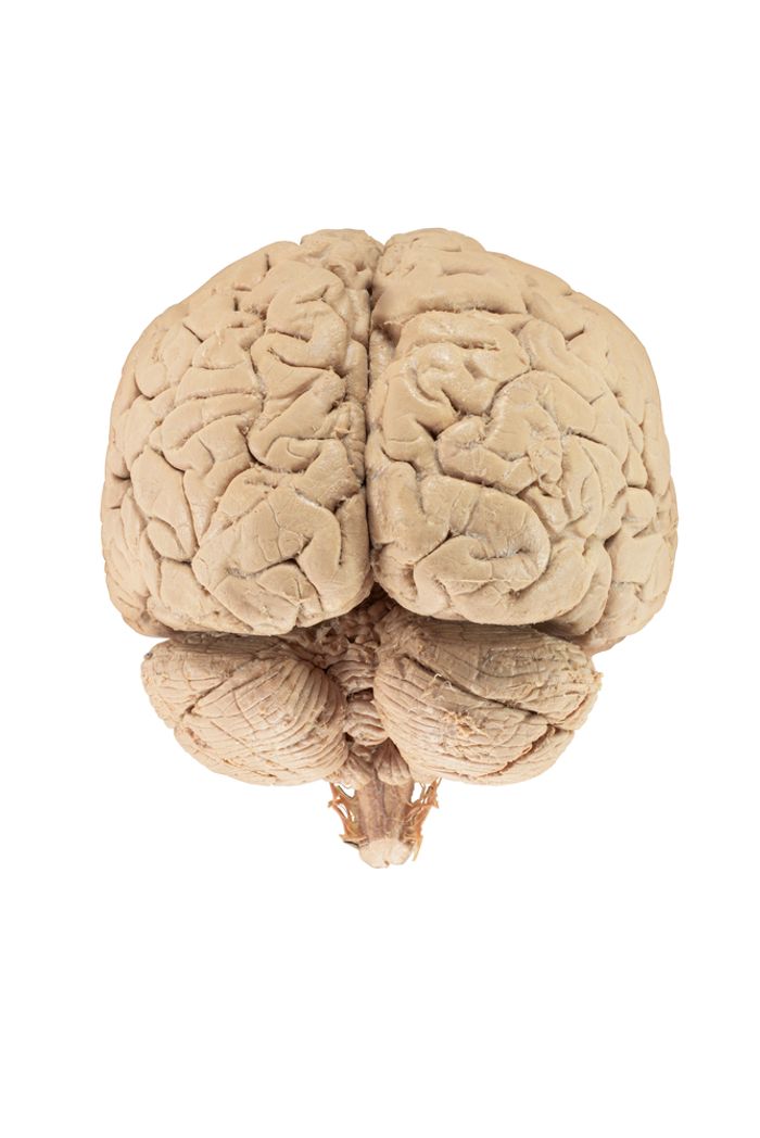 Hormone treatments might cause brain diseases. Hormone treatments might cause brain diseases.