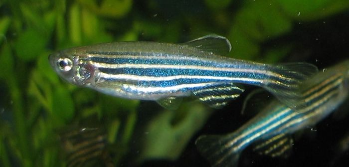 Researchers test zebrafish and human cells to test the cannabis-vitamin A combination they want to use as a weight loss drug.