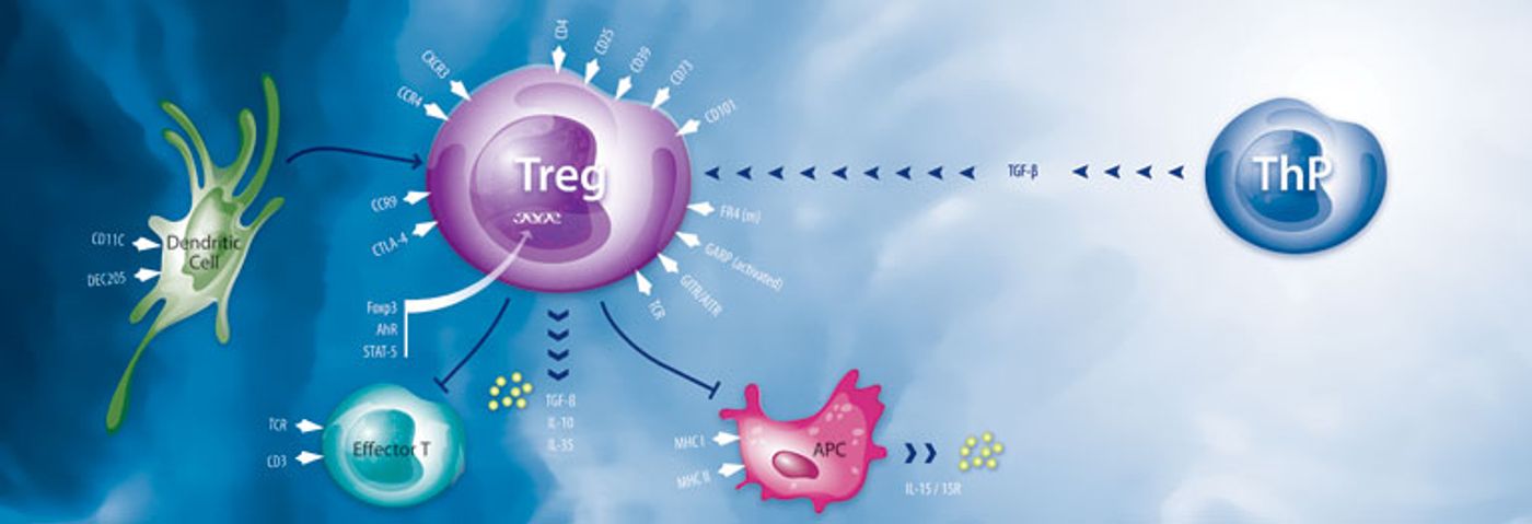 T-Regulatory Lineage