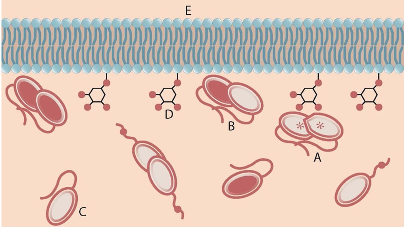 An activated PTEN dimer that contains two non-mutant proteins (A) can transform the functional lipid (D) on the cellular membrane (E) into a chemical form that tunes down cancer predilection. Dimers that contain a mutated protein (B) or PTEN monomers cannot transform the functional lipid.