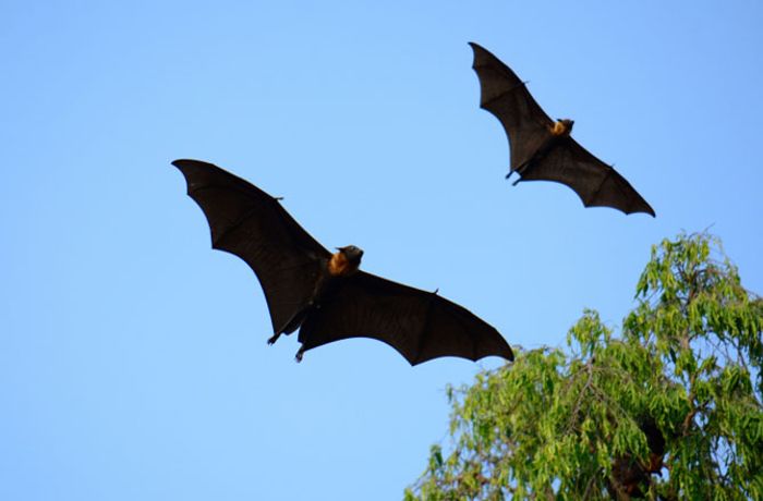 A foraging bat and his wingman hunt for food A foraging bat and his wingman hunt for food