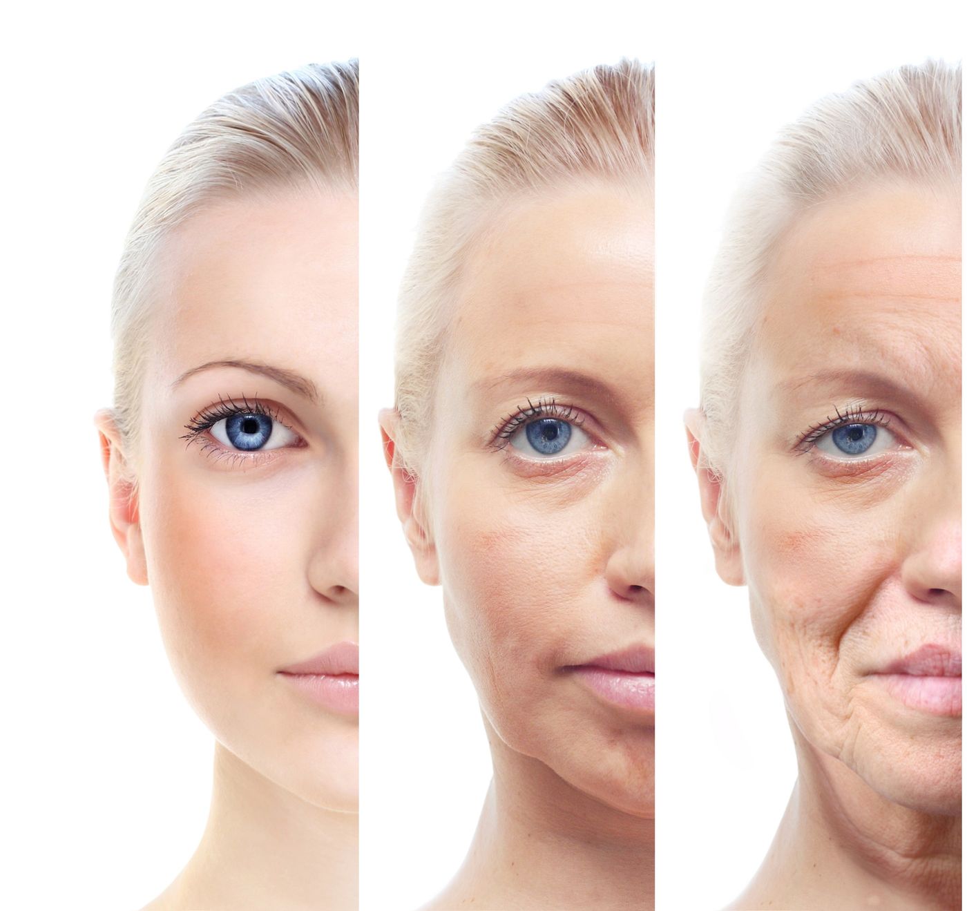 Why Organ Function Changes As We Age Biology Diagrams