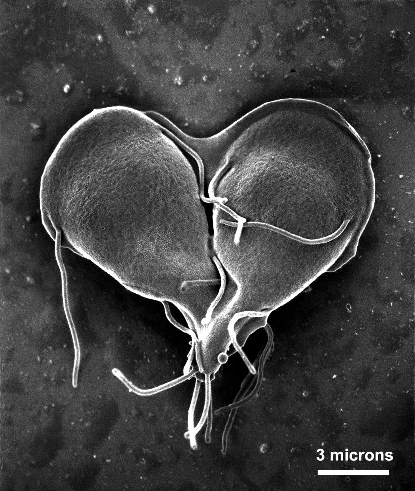 Giardia cell division forms a heart