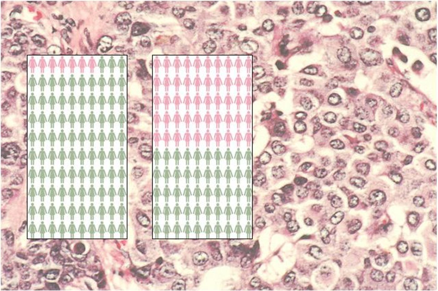 About 7 percent of U.S. women will get breast cancer by age 70 (left), but 50 percent of women with a BRCA1 or BRCA2 mutation will. The mutation also increases the risk for ovarian cancer.