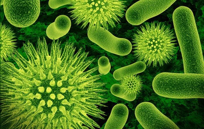 Intestinal microbes appear to predict healthy aging. Intestinal microbes appear to predict healthy aging.