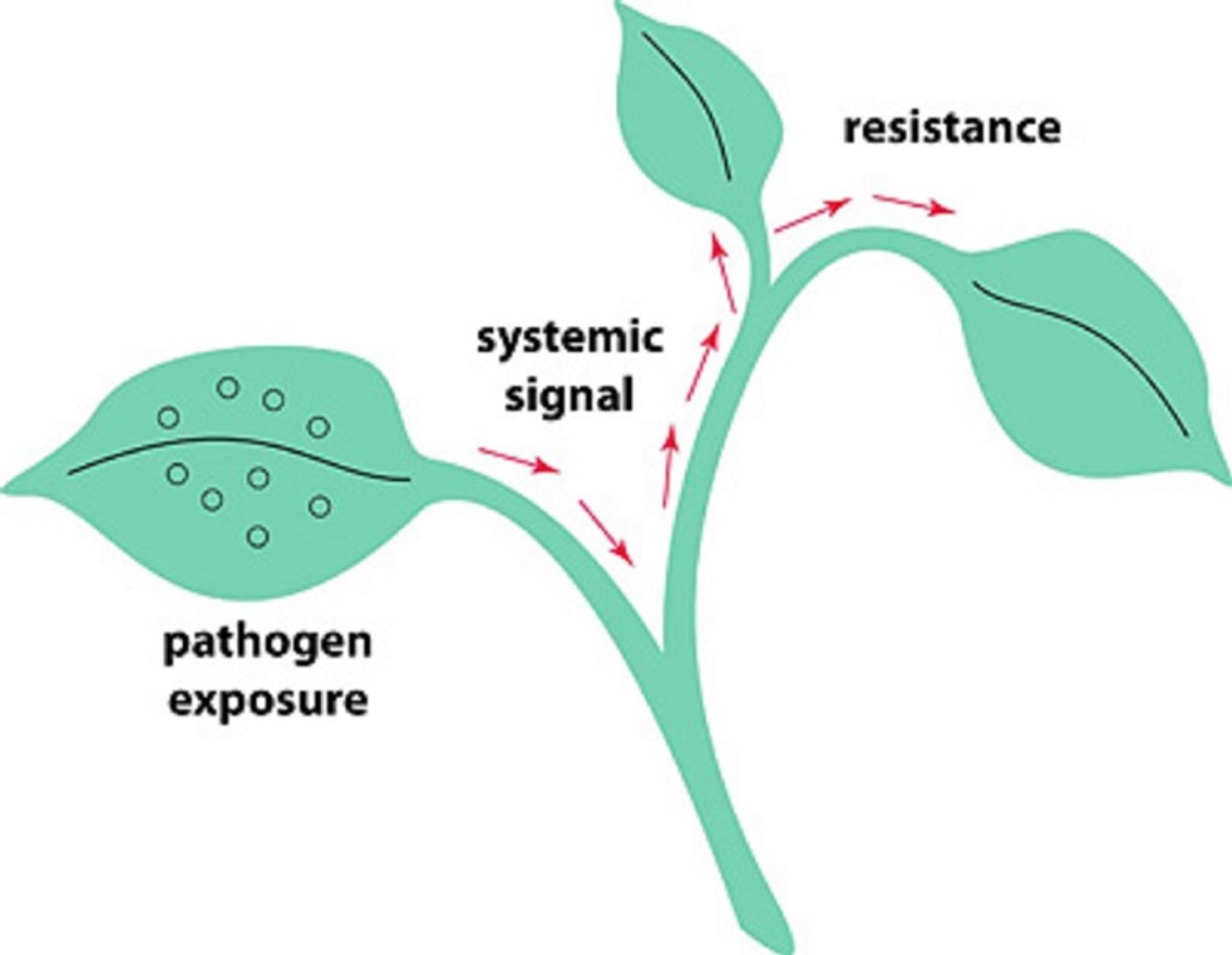 By studying how plants respond to plant pathogens, we may understand how human pathogens interact with plants as well.