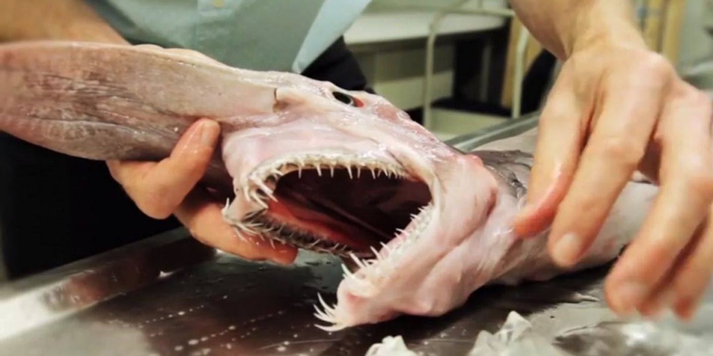 A rare Goblin shark is examined at the Australia Museum