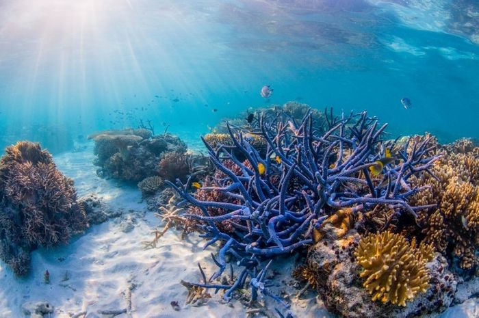 The Great Barrier Reef needs policies based on science, protection and conservation. The Great Barrier Reef needs policies based on science, protection and conservation.