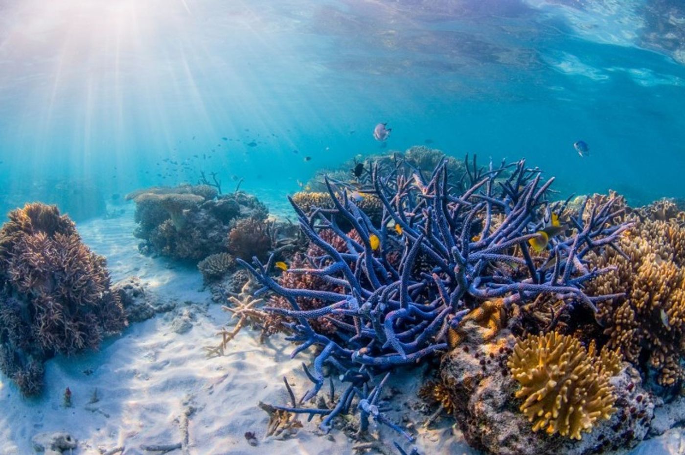 The Great Barrier Reef needs policies based on science, protection and conservation.