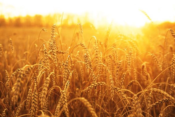 Mapping the wheat genome can help to combat hunger.
