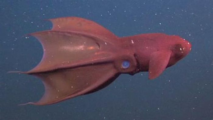 A vampire squid turns itself inside out.