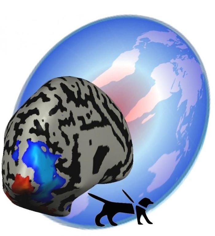 TThis functional magnetic resonance imaging map shows a center periphery connectivity mass in the primary visual cortex (V1) of the congenitally blind brain. TThis functional magnetic resonance imaging map shows a center periphery connectivity mass in the primary visual cortex (V1) of the congenitally blind brain.