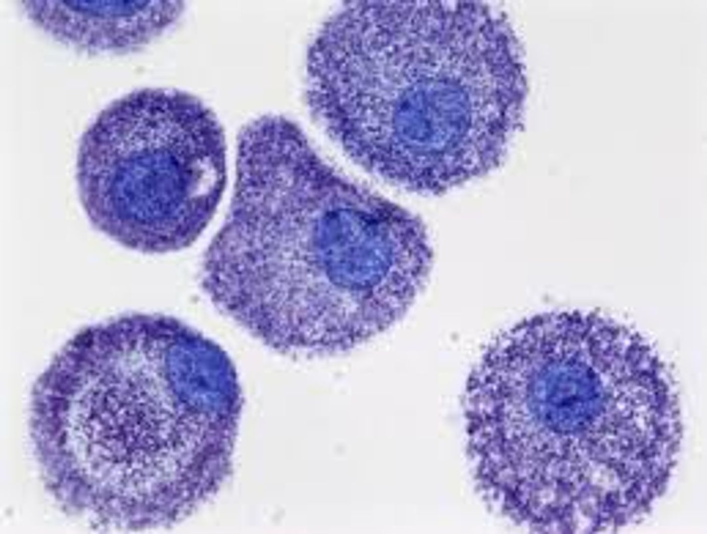 Mast cells