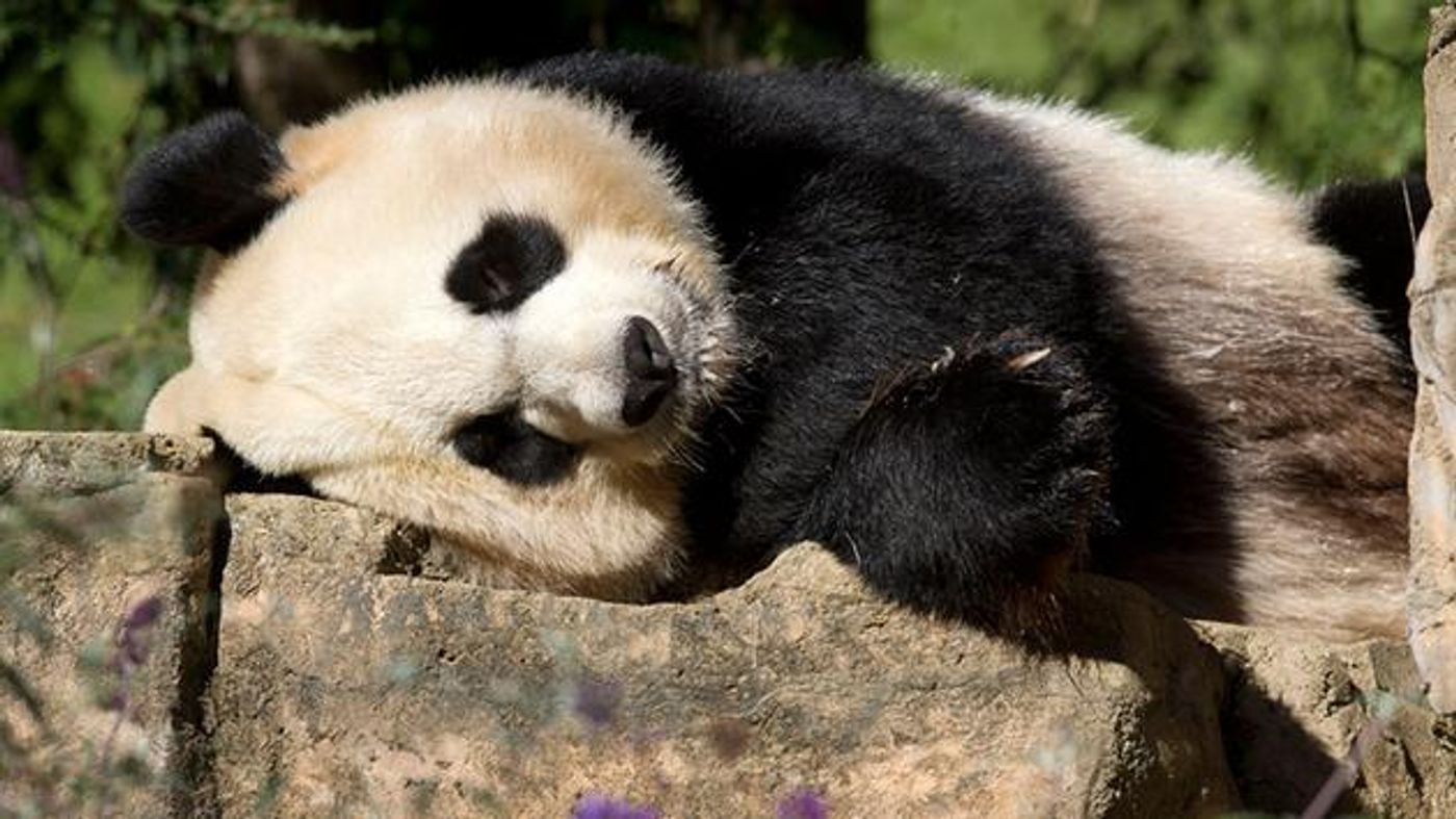 Mei Xiang laying around.