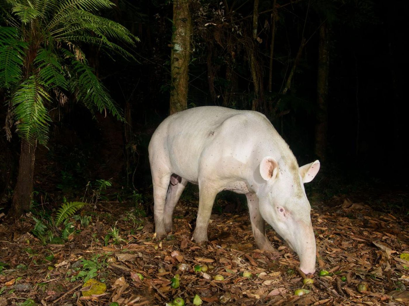 The albino tapir was photographed using a camera trap in Votorantim Reserve in May 2014.