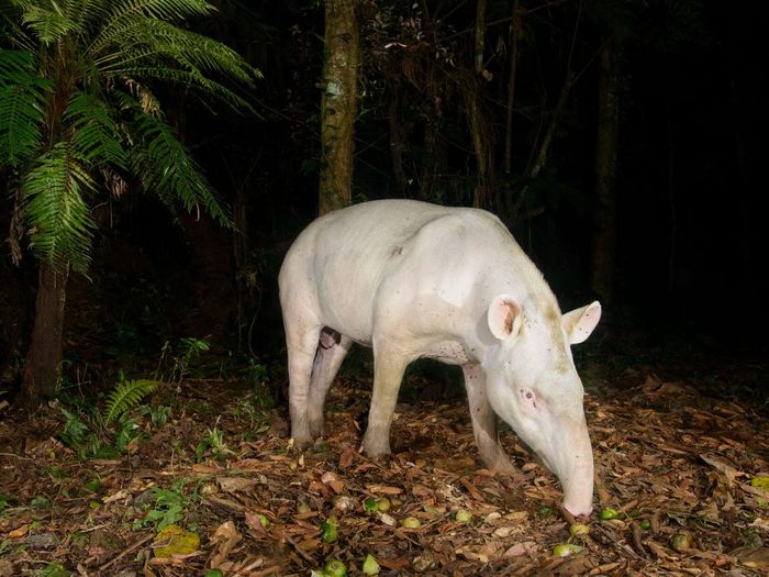 The albino tapir was photographed using a camera trap in Votorantim Reserve in May 2014. The albino tapir was photographed using a camera trap in Votorantim Reserve in May 2014.