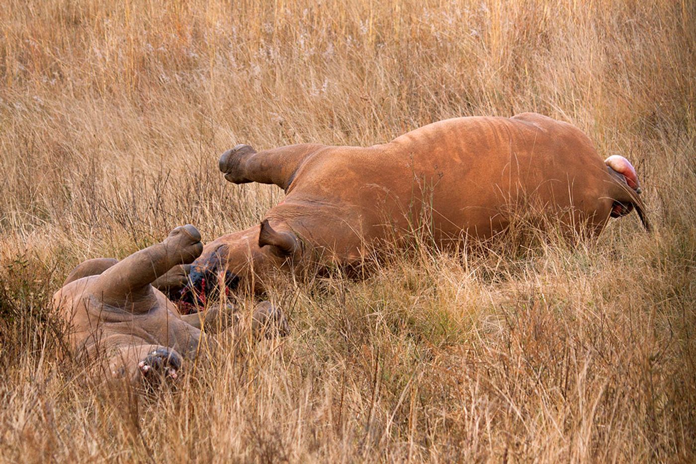 Rhino horn is highly prized in Asian markets and poachers will leave an animal to rot after taking the horn