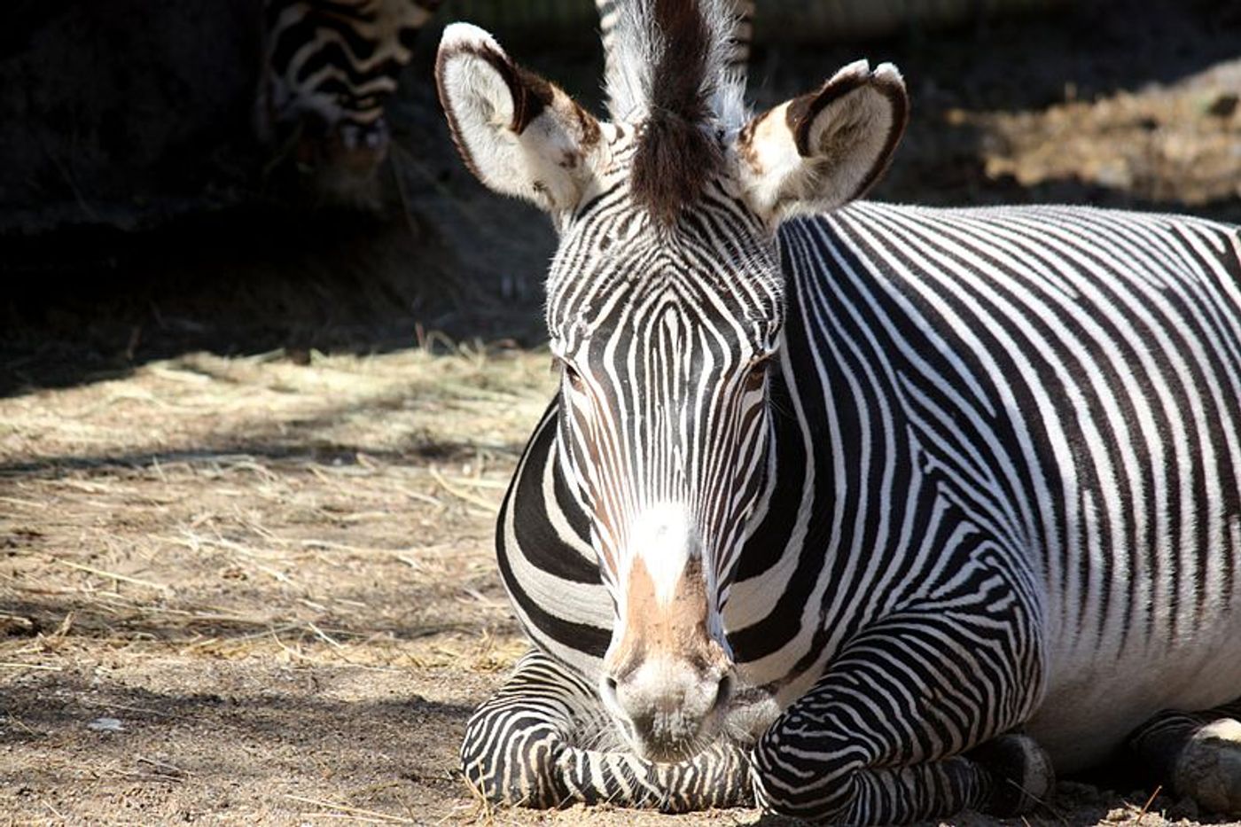 Zebras are among 74 declining species studied. The decline of these animals puts more landscapes in danger than previously known. Zebras are among 74 declining species studied. The decline of these animals puts more landscapes in danger than previously known.