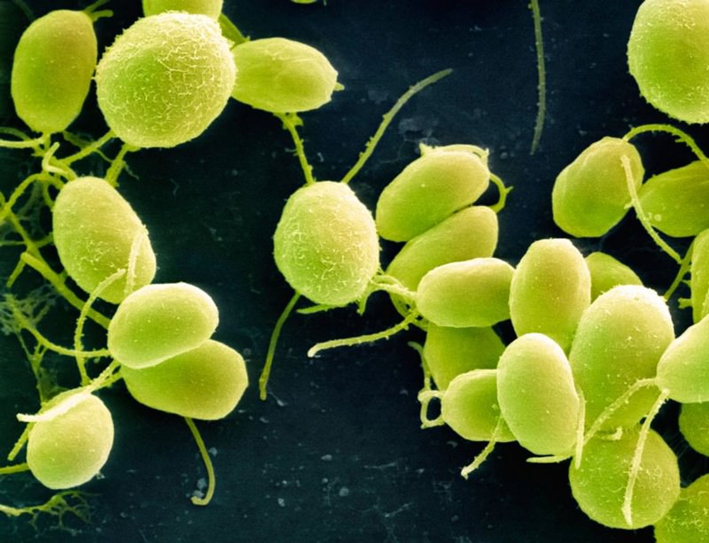 Chlamydomonas are single-celled green algae.
