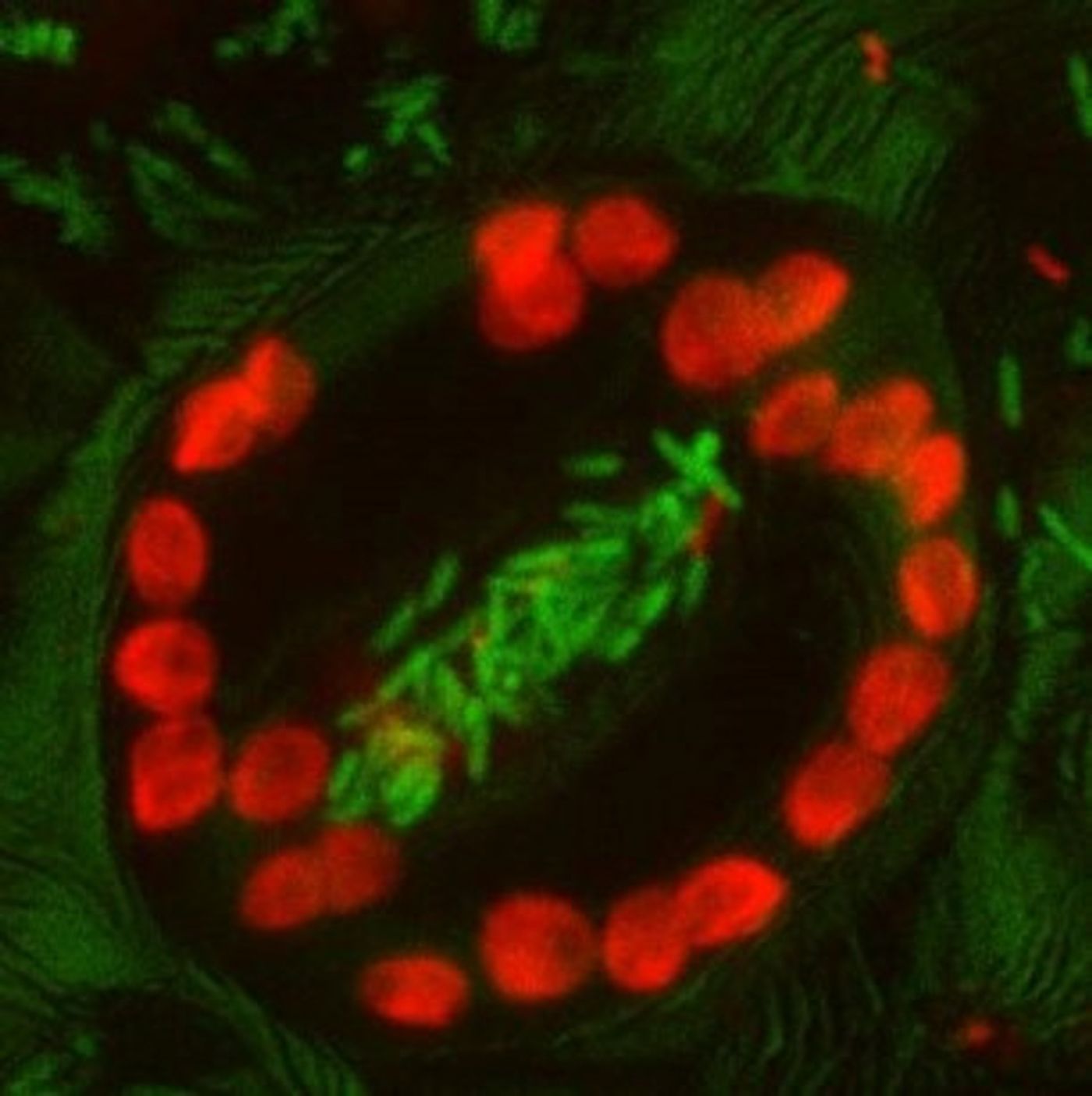 Plant stomata, which function in plant transpiration, may also serve as portals of entry for human pathogens.