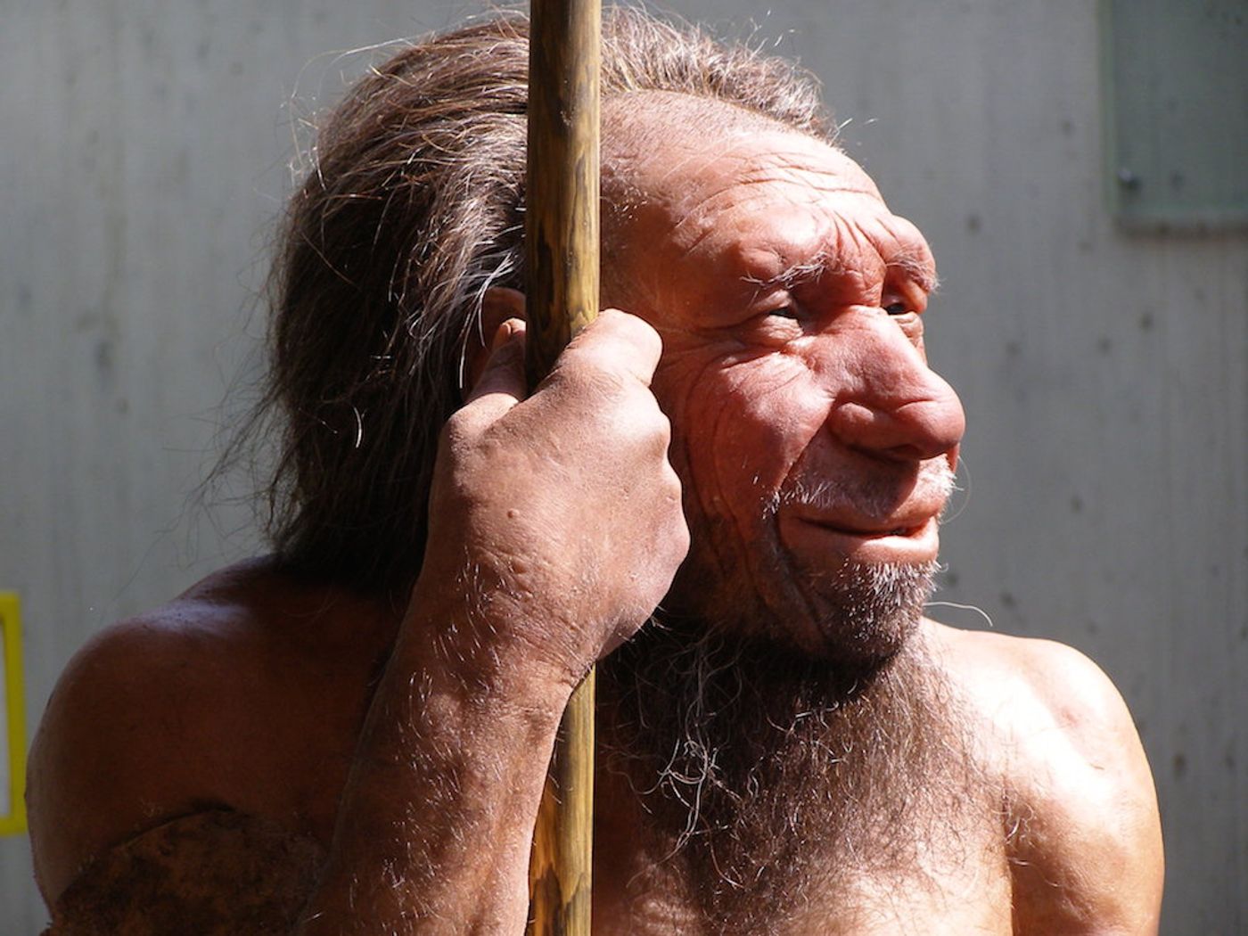 Neanderthals may have succumbed to infectious diseases carried to Europe by modern humans as they migrated out of Africa