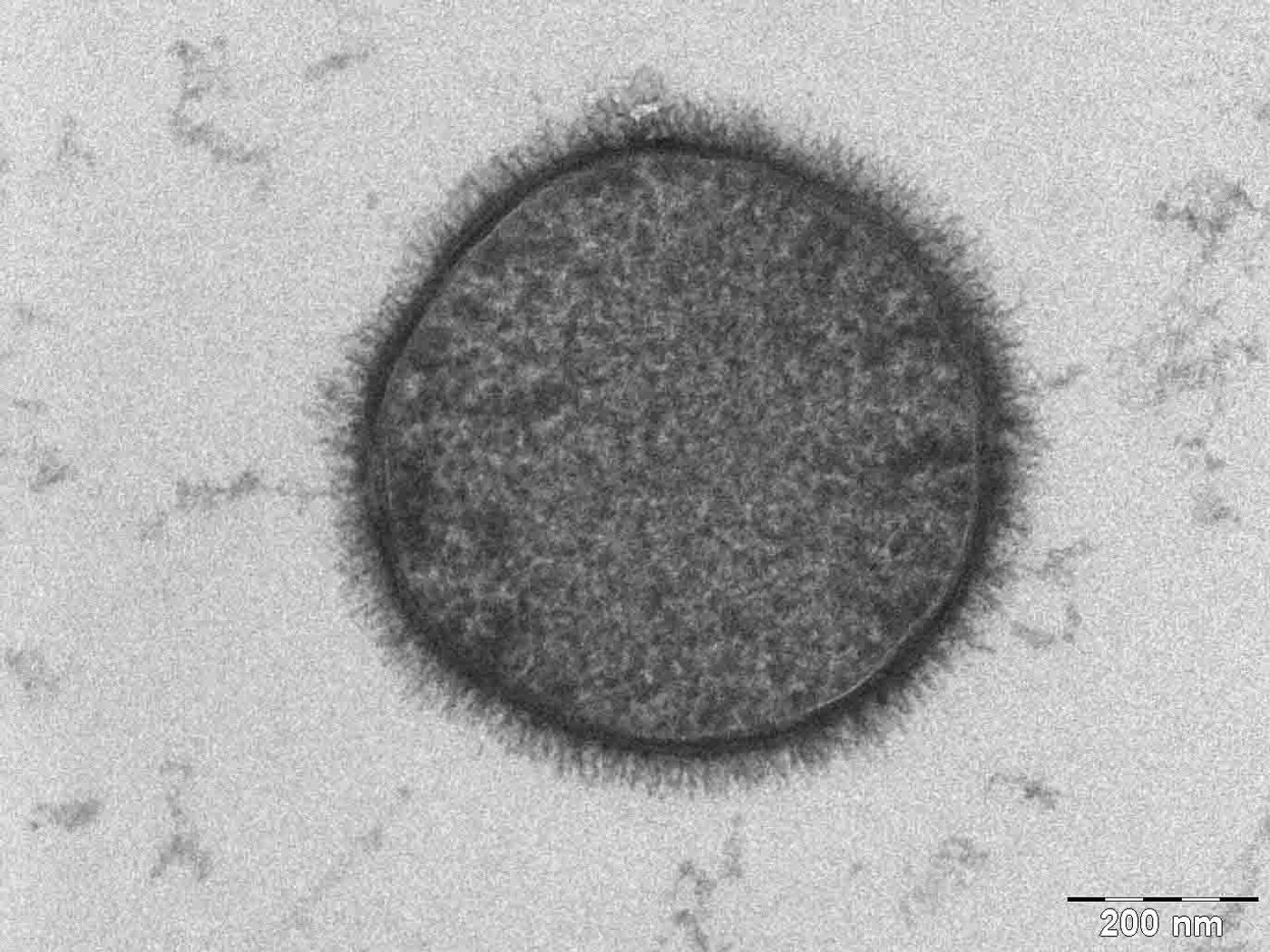 The Bacterium Bacillus subtilis taken with a Tecnai T-12 TEM.