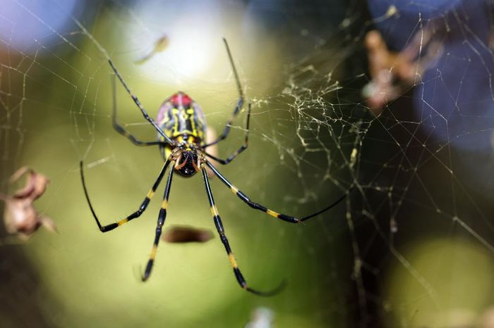 This Joro spider, pictured in Japan, has a few friends who have come to the United States