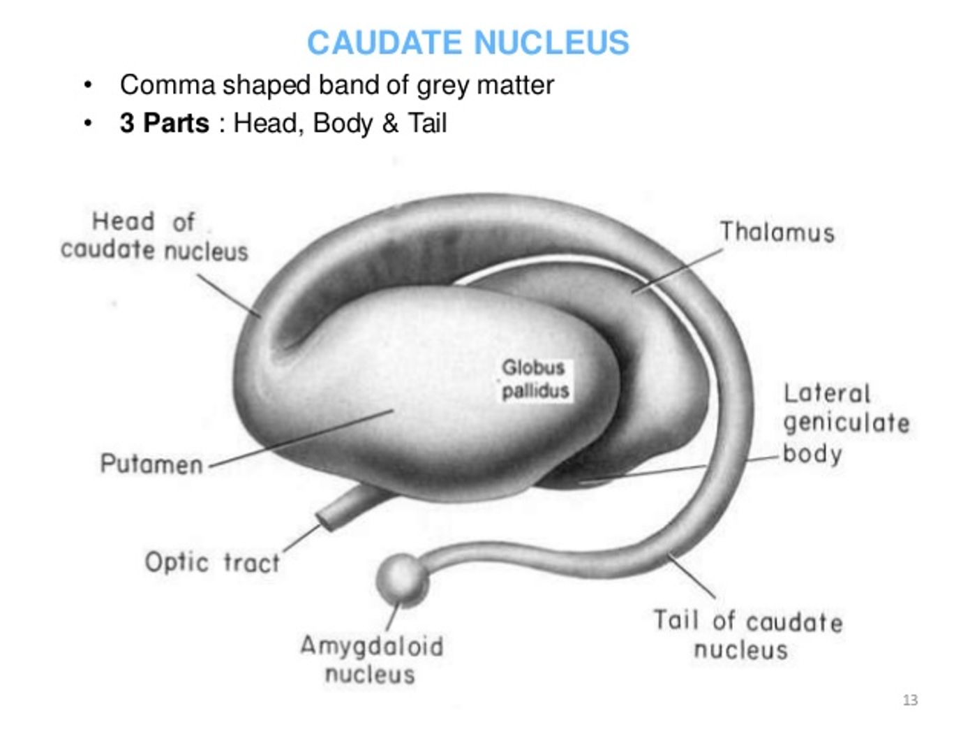 The anatomy of the caudate nucleus.