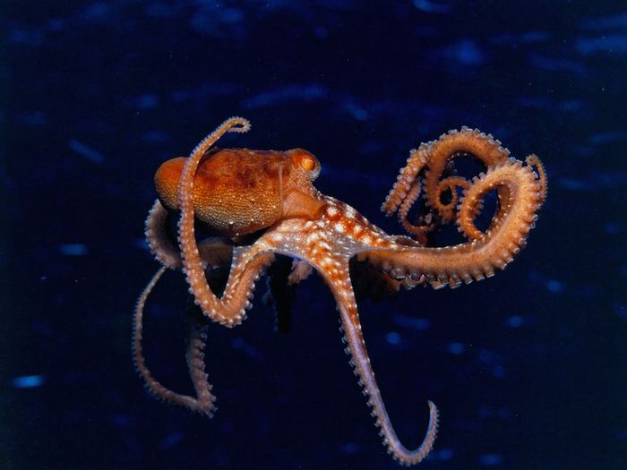The orientation of an octopus' body and crawling direction are independently controlled, and its crawling lacks any apparent rhythmical patterns in limb coordination. The orientation of an octopus' body and crawling direction are independently controlled, and its crawling lacks any apparent rhythmical patterns in limb coordination.