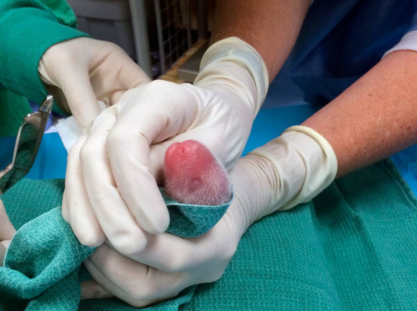 One of the Giant Panda's cubs, pictured, just after birth.