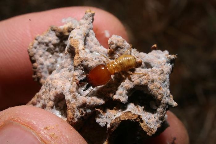 Termite mounds store nutrients and moisture, and allow water to better penetrate the soil. Termite mounds store nutrients and moisture, and allow water to better penetrate the soil.