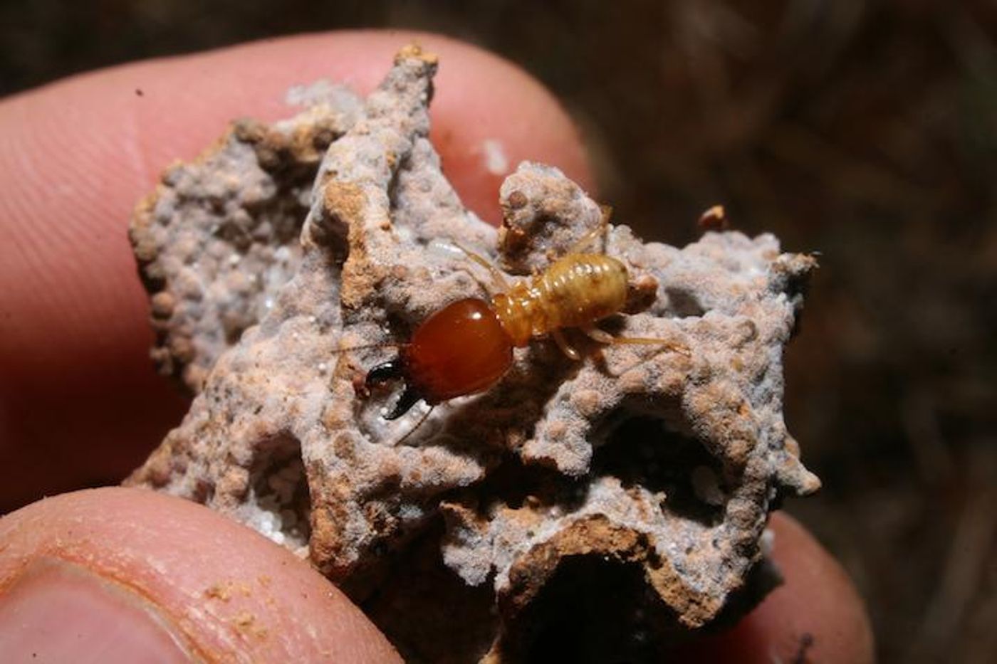 Termite mounds store nutrients and moisture, and allow water to better penetrate the soil.